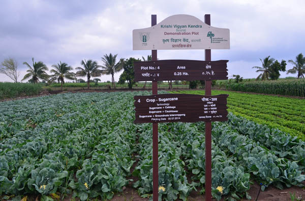 Crop Sugarcane