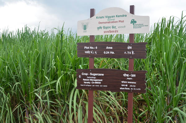 Crop Sugarcane