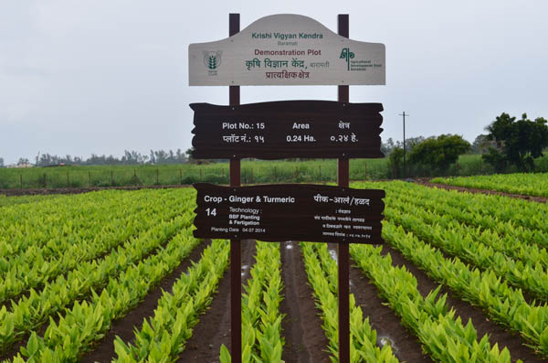 Plot of crop Ginger and Turmeric 