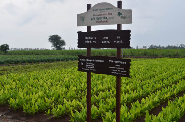 Plot of crop Ginger and Turmeric 